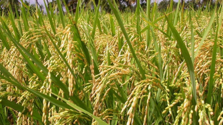 আমন ধানের ফলনে খুশি হলেও বীজ আলুর সংকটে কৃষক 