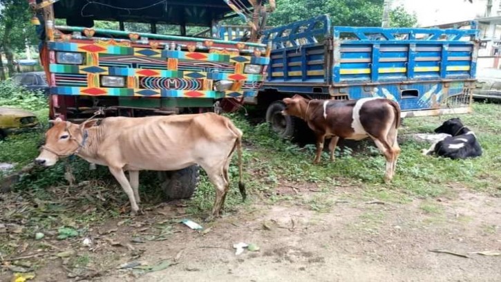 গোবিন্দগঞ্জে সড়ক দুর্ঘটনায় এক গরু ব্যবসায়ী নিহত আহত-৭