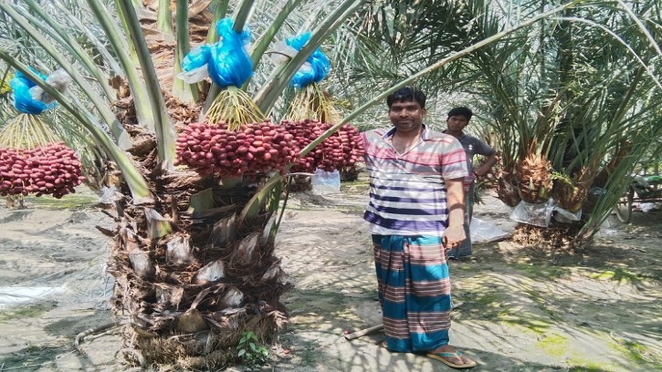 শিবগঞ্জে  সৌদির খেজুর চাষ করে বছরে ৫০লাখ টাকা আয়ের স্বপ্ন মোশারফের