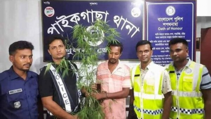 পাইকগাছা গাঁজা গাছ সহ আটক-১