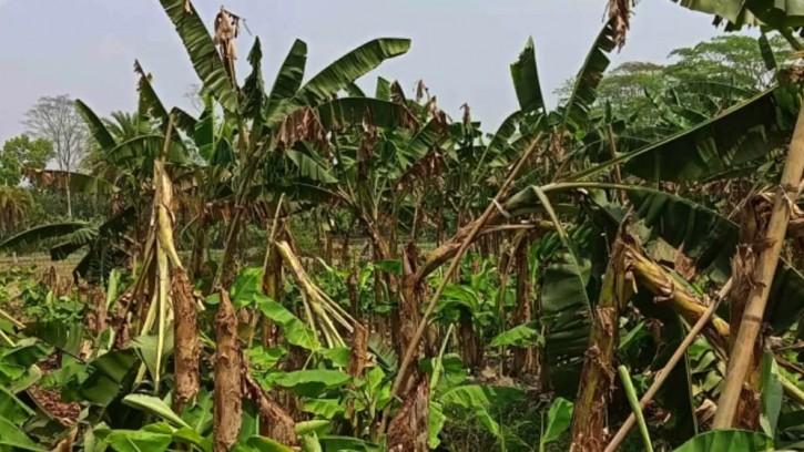 ইন্দুরকানিতে এক কলাচাষীর ১৭৬টি গাছ কেটে ফেললো দুর্বৃত্তরা