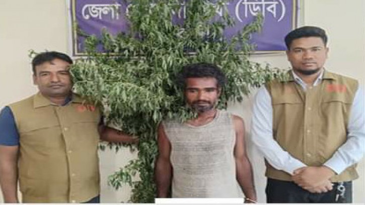 রাজবাড়ীর বালিয়াকান্দিতে ১৭টি গাঁজার গাছসহ আটক ১