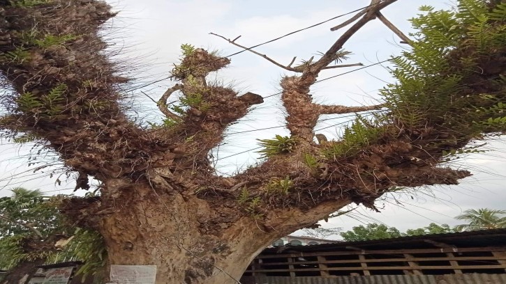 ভান্ডারিয়ার কাপালির হাট বাজারে গাছ ভেঙে দুর্ঘটনার আশঙ্কা