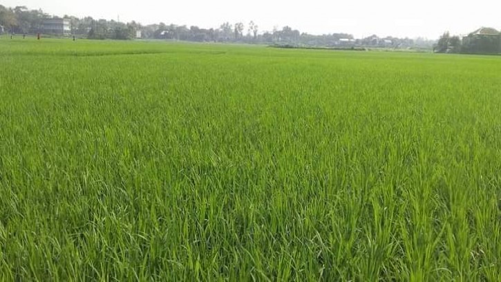 তাড়াইলে বোরো খেতে বৃষ্টির দোলা-কৃষকের মুখে হাসি