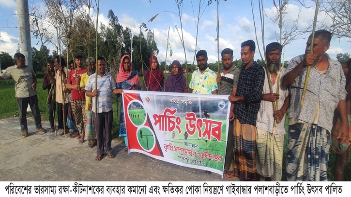 পলাশবাড়ীতে পোকা দমনে পার্চিং উৎসব পালিত