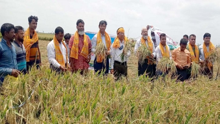 পাইকগাছায় জনপ্রিয় হয়ে উঠেছে লবণ সহিষ্ণু ব্রি ধান-৬৭