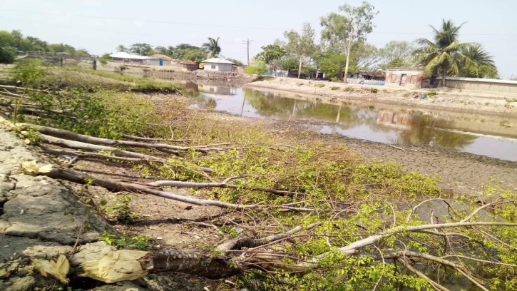 পাইকগাছায় পোদা নদী খননে নির্বিচারে কাটা হচ্ছে দু’পাড়ের গাছ