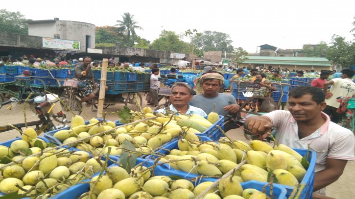 কানসাটে আমের চাঙ্গা হয়েছে আমের বাজার, মোড় ঘুরেছে চাষী ও ব্যবসায়ীদের