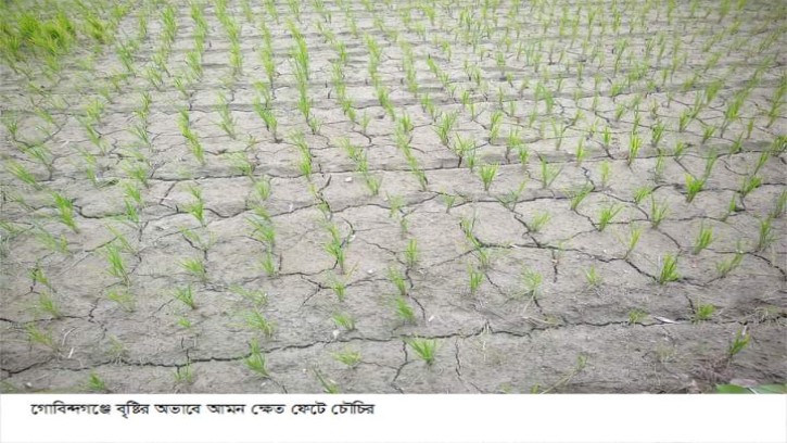 গোবিন্দগঞ্জে ৩১ হাজার ৬ শত ৬০ হেক্টর জমিতে রোপাআমন চাষে লক্ষ মাত্রা