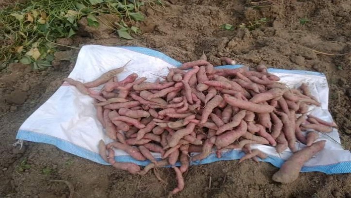 গোবিন্দগন্জে চরঅঞ্চলে মিষ্টি আলু চাষে ব্যস্ত কৃষকরা