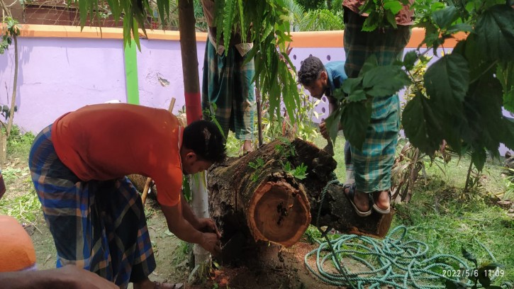 পত্নীতলায় টেন্ডার ছাড়াই সরকারি হাসপাতালের গাছ কাঁটার অভিযোগ
