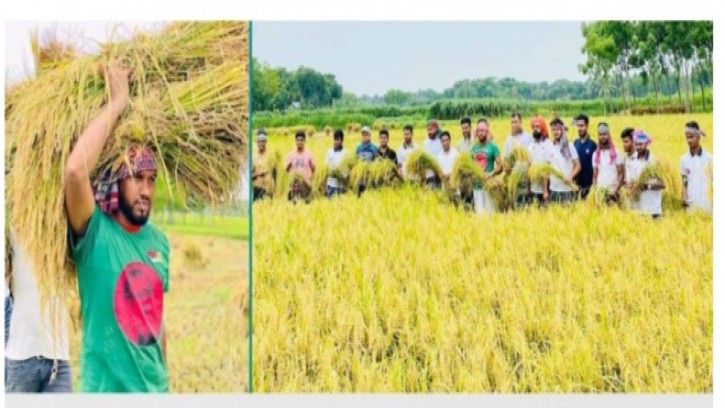 রাজবাড়ীতে ছাত্রলীগের ধান কাটা কর্মসূচি 