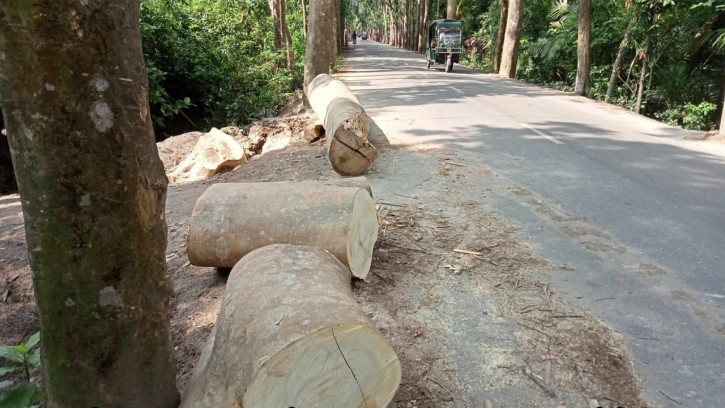 ইন্দুরকানিতে সরকারি গাছ কেটে নেয়ার অভিযোগ আওয়ামী লীগ নেতার বিরুদ্ধে