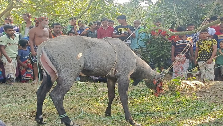 শিবগঞ্জে নীলগাই আটক