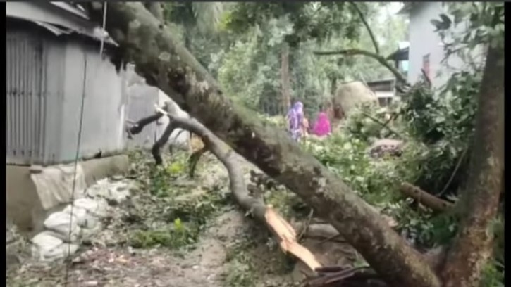 সিংগাইরে ঝড়ের তান্ডব! বৃদ্ধা নিহত, ব্যাপক ক্ষয়-ক্ষতি