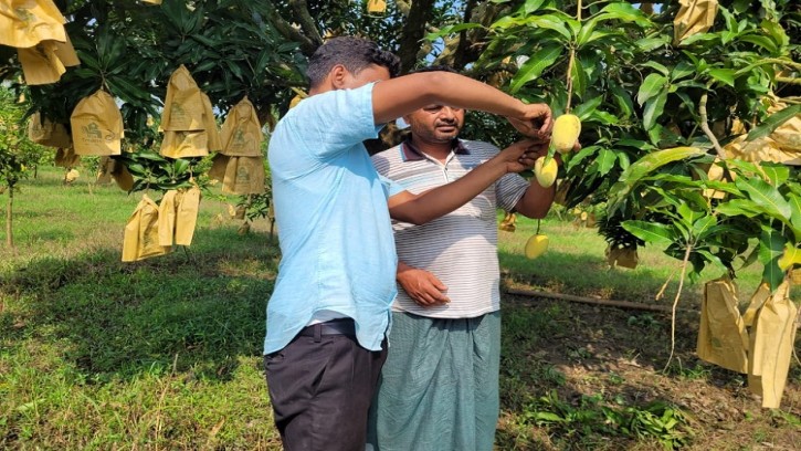 শিবগঞ্জে কাটিমন আম চাষে সফল কোটিপতি স্বপন