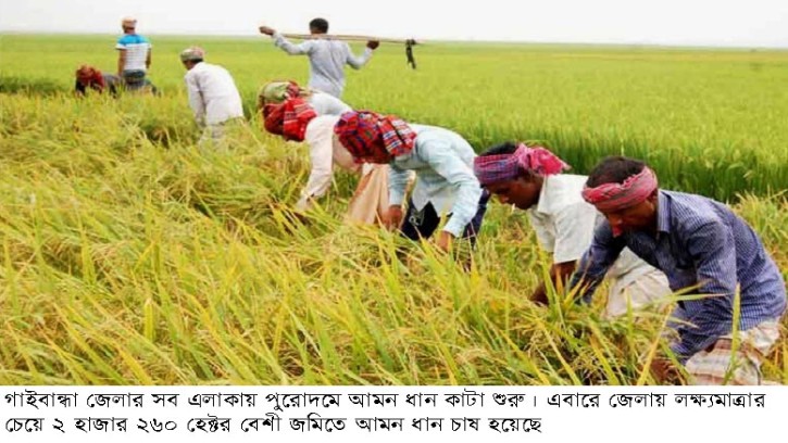 গাইবান্ধার সর্বত্র আমন ধান কাটা শুরু
