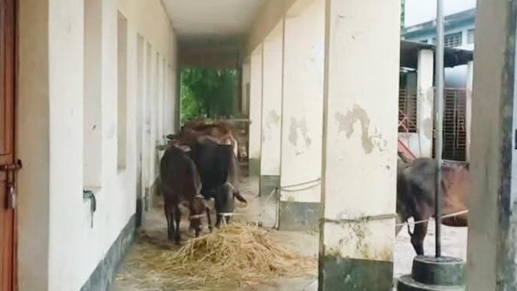 ফেনীর বন্যা পরিস্থিতির অবনতি, নিরাপদ আশ্রয়ে সহস্রাধিক