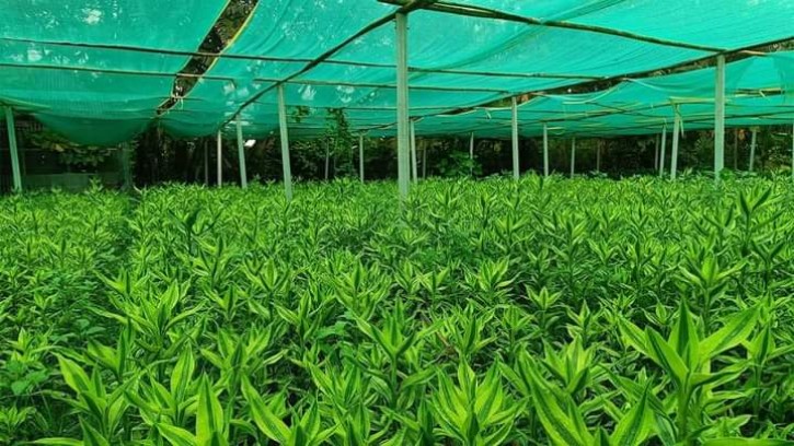 গাইবান্ধায় লাকি ব্যাম্বুতে উৎপাদিত পণ্য যাচ্ছে মধ্যপ্রাচ্যেসহ বিভিন্ন দেশে 