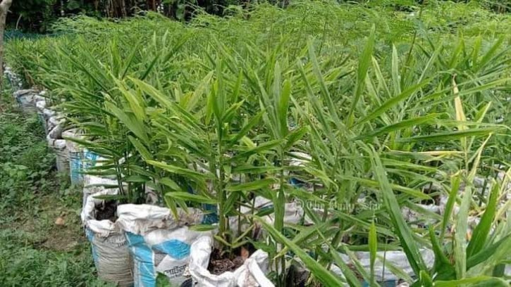 গোবিন্দগঞ্জে অকৃষি জমিতে বস্তায় আদা চাষ জনপ্রিয় হয়ে উঠেছে 