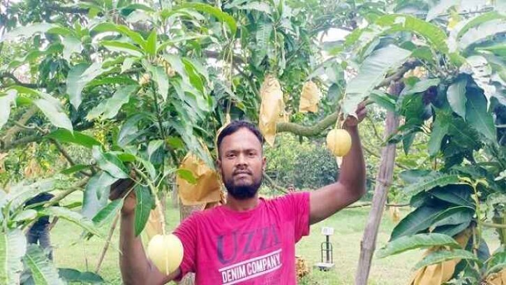 চাঁপাইনবাবগঞ্জের খিরসাপাত আমের নতুন সম্ভাবনা 