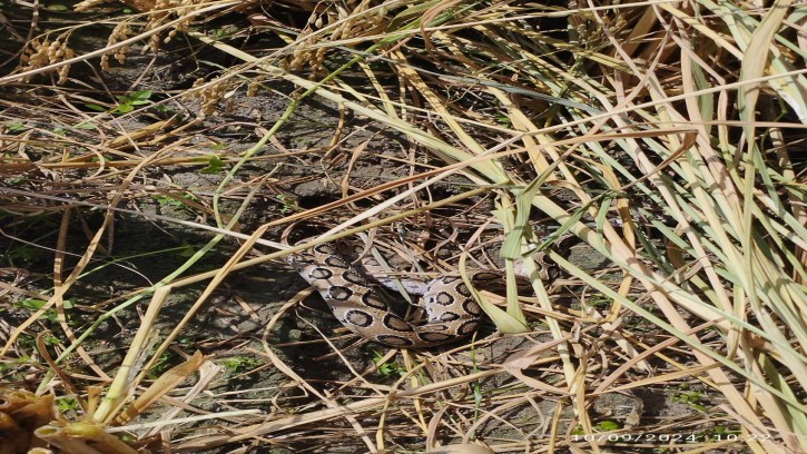শিবগঞ্জে কাটা ধান ক্ষেতে মারলো  ৯ রাসেল ভাইপার সাপ