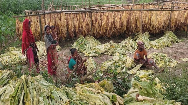 তামাক আবাদ নিয়ে যা বললেন স্বাস্থ্য উপদেষ্টা