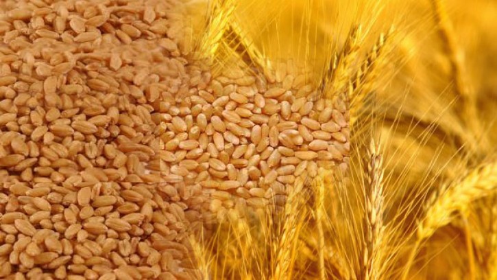 শিবগঞ্জে এখনও শুরু হয়নি গম সংগ্রহ