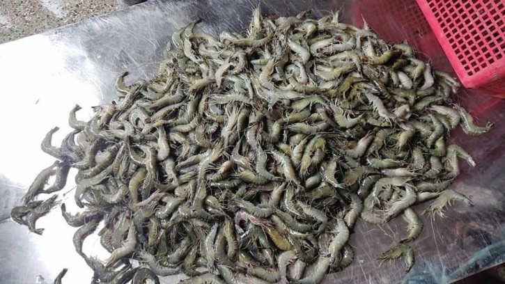 পাইকগাছায় ৪০ কেজি পুশকৃত চিংড়ি জব্দ