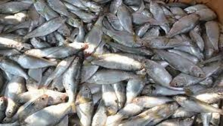 ভোলার বোরহানউদ্দিনে জাটকা ইলিশ জব্দ