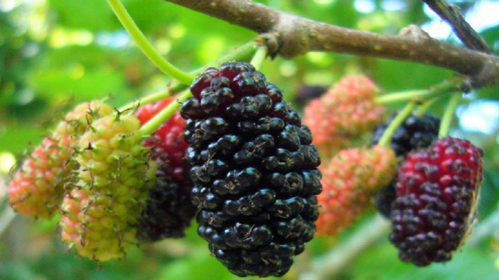 ডায়াবেটিস নিয়ন্ত্রণে তুঁত ফল পাতা ও ডাটার  কার্যকারিতা