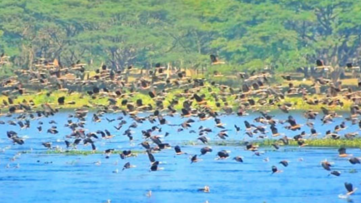 জাবিতে ২১ তম পাখি মেলা ৭ জানুয়ারি