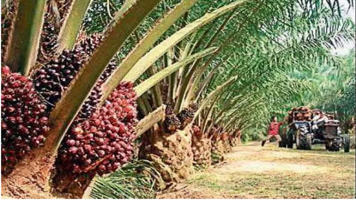  ইন্দোনেশিয়ার পাম অয়েল রফতানি শুরু সোমবার