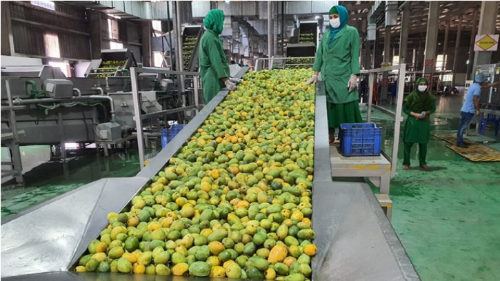 প্রাণ এর আম সংগ্রহ শুরু, লক্ষ্যমাত্রা ৬৫ হাজার টন