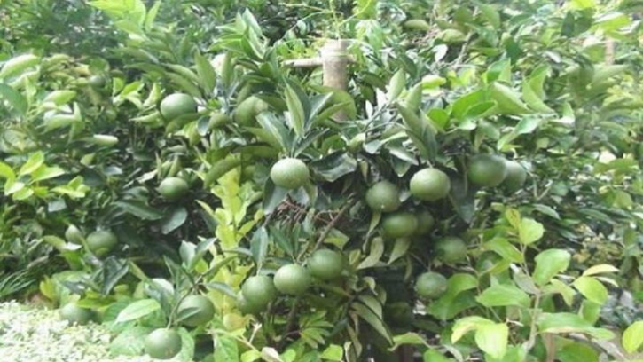 ঝিনাইদহে চোরের ঘুষিতে মাল্টা চাষি নিহত