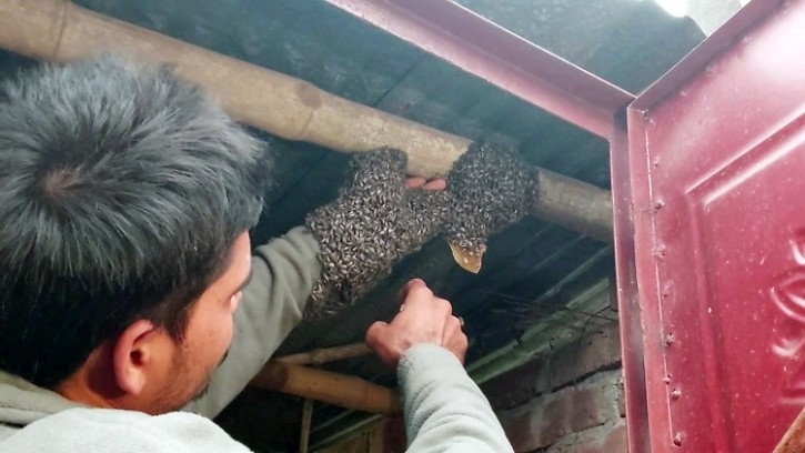 মৌমাছির সঙ্গে সখ্যতা হৃদয়ের