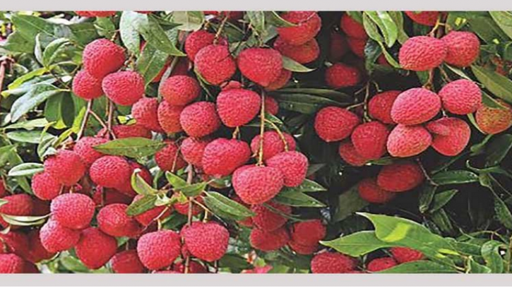 দিনাজপুরে লিচুর বাম্পার ফলন