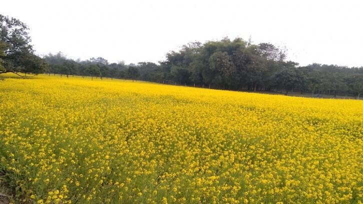 সরিষা আবাদে ঝুকেছে শিবগঞ্জের কৃষক, আবাদ সাড়ে ৪ হাজার হেক্টর জমিতে   