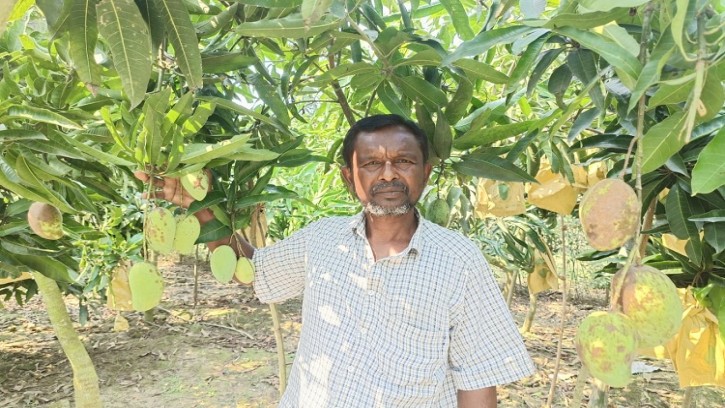 শার্শায় বারি ১১ বারোমাসি আম চাষে অবিশ্বাস্য সাফল্য