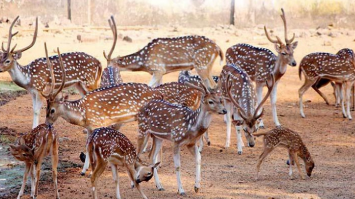  কোটি টাকার হরিণ বিক্রি ঢাকা চিড়িয়াখার