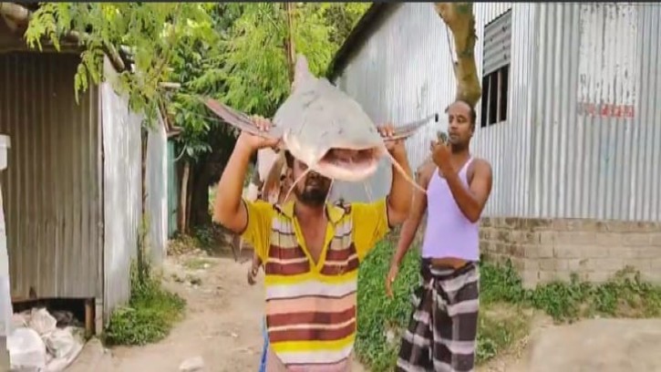 পদ্মায় ধরা পড়া এক বাগাইড়ের দাম ৫১ হাজার ৩০০