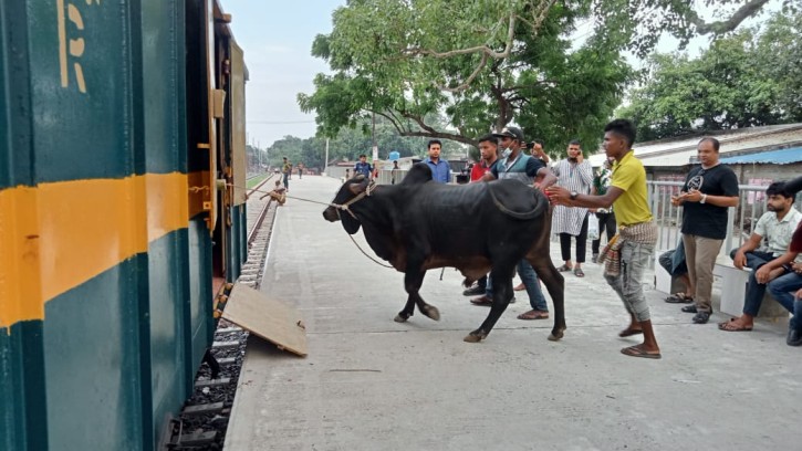 ক্যাটল স্পেশাল ট্রেনে ঢাকায় যাচ্ছে কোরবানির পশু