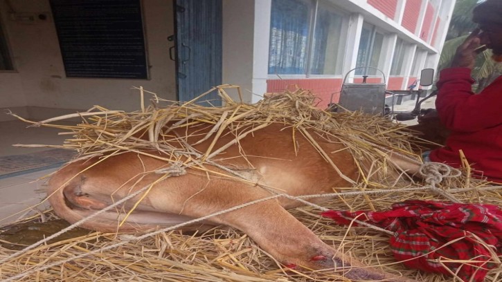 ইন্দুরকানীতে গরুর পায়ের রগ কাটায়, গ্রেফতার-১