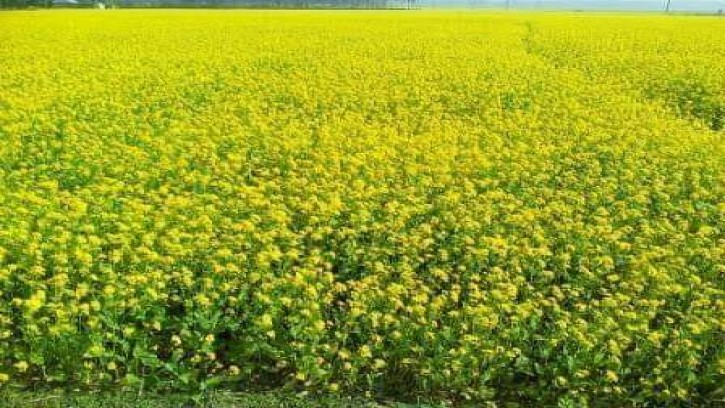 করিমগন্জ তাড়াইলের বিস্তীর্ণ মাঠে কৃষকের হলুদ স্বপ্ন