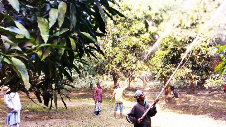 ভোলাহাটে আম বাগান পরিচর্যায় ব্যস্ত চাষিরা