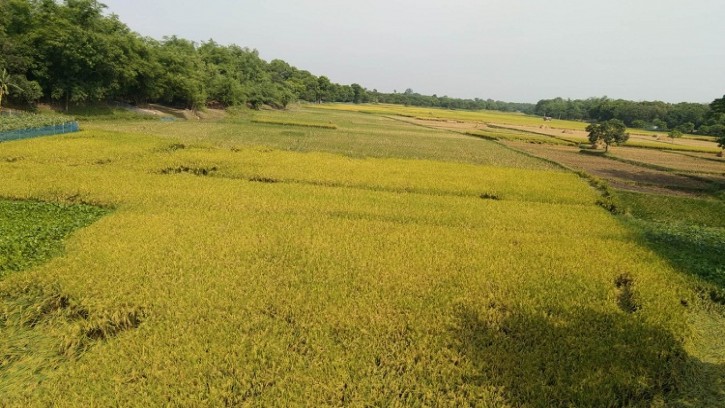 শিবগঞ্জে চকের নদীর হাজার হাজার একর জমি ভুমি দস্যুদের কবলে