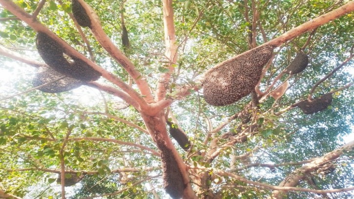 চাঁপাইনবাবগঞ্জের ভোলাহাটে এক গাছেই ৫০ মৌচাক