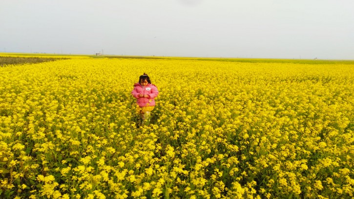 চাঁপাাইনবাবগঞ্জের ভোলাহাটের বিলভাতিয়ায় যেন হলুদের বিছানা