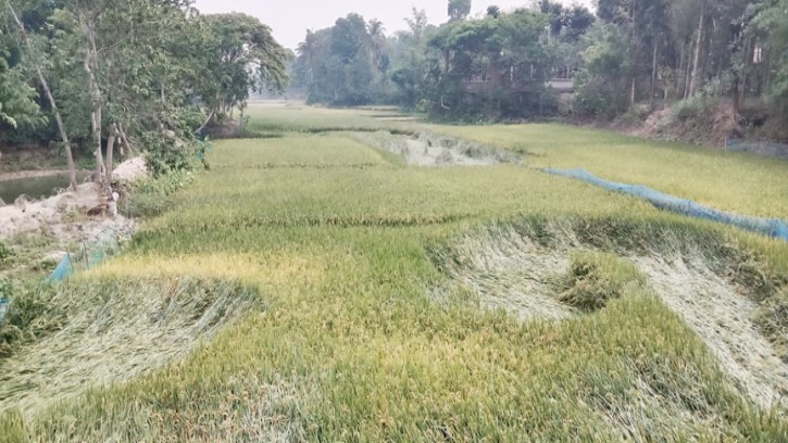 বেতনা নদীতে সেচে ধান চাষ, কৃষকদের ঘুরে দাঁড়ানোর চেষ্টা