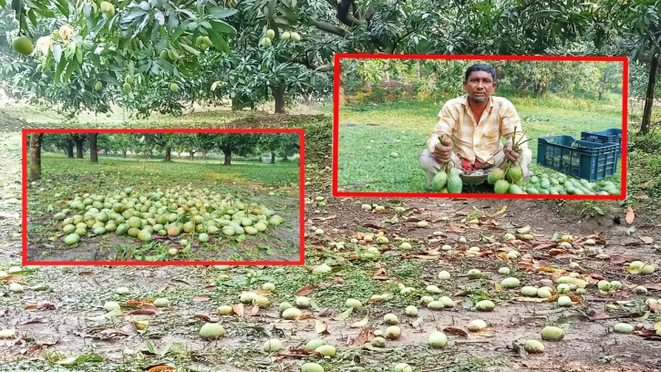 দশ মিনিটের কালবৈশাখীর তান্ডব,শার্শায় আমের ব্যপক ক্ষতি